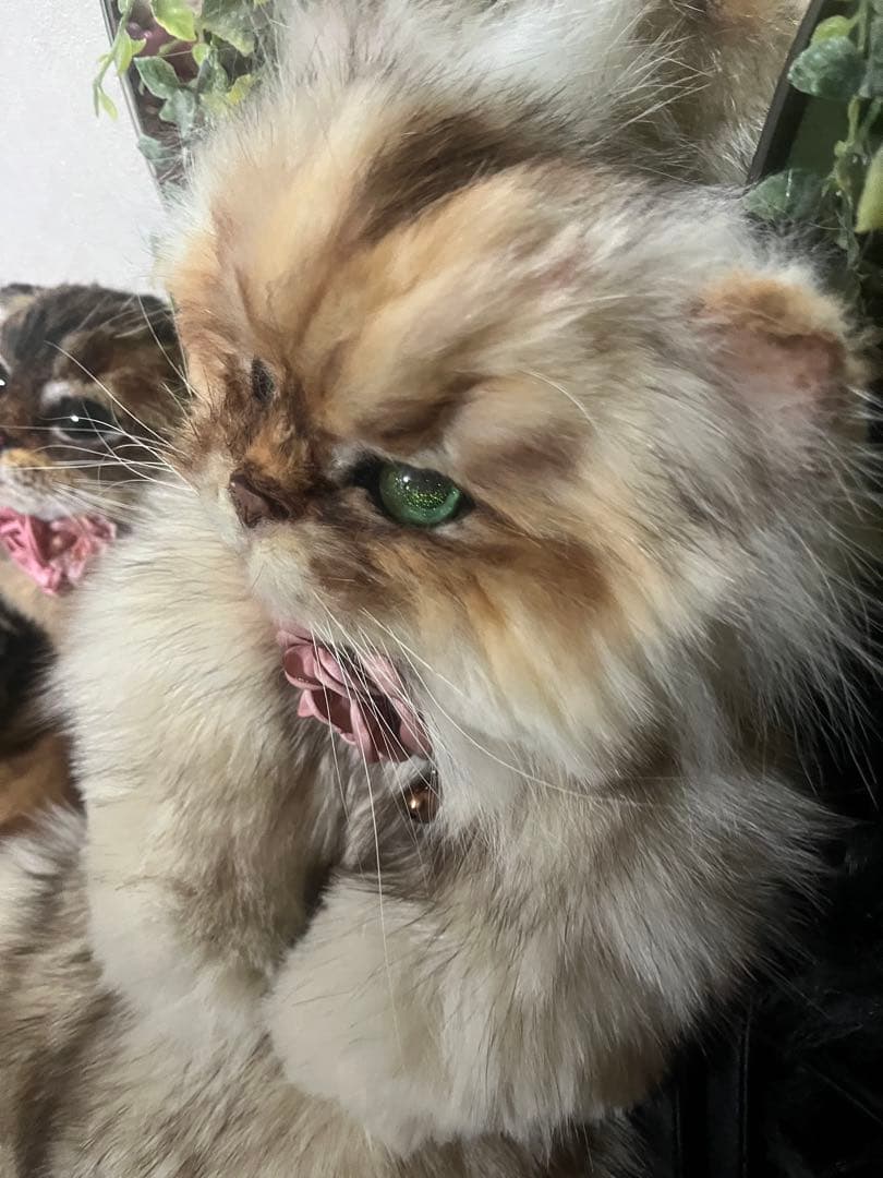 リアルファー 猫ぬいぐるみオーダー