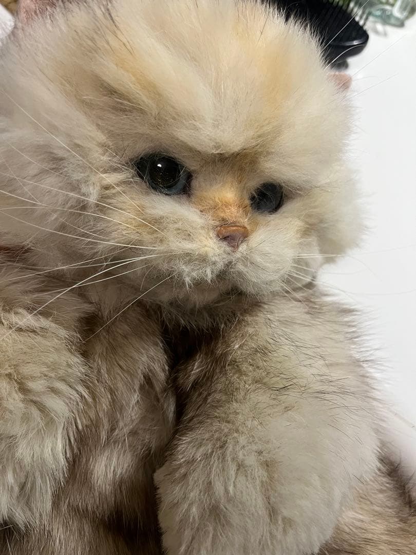 リアルファー 猫ぬいぐるみオーダー