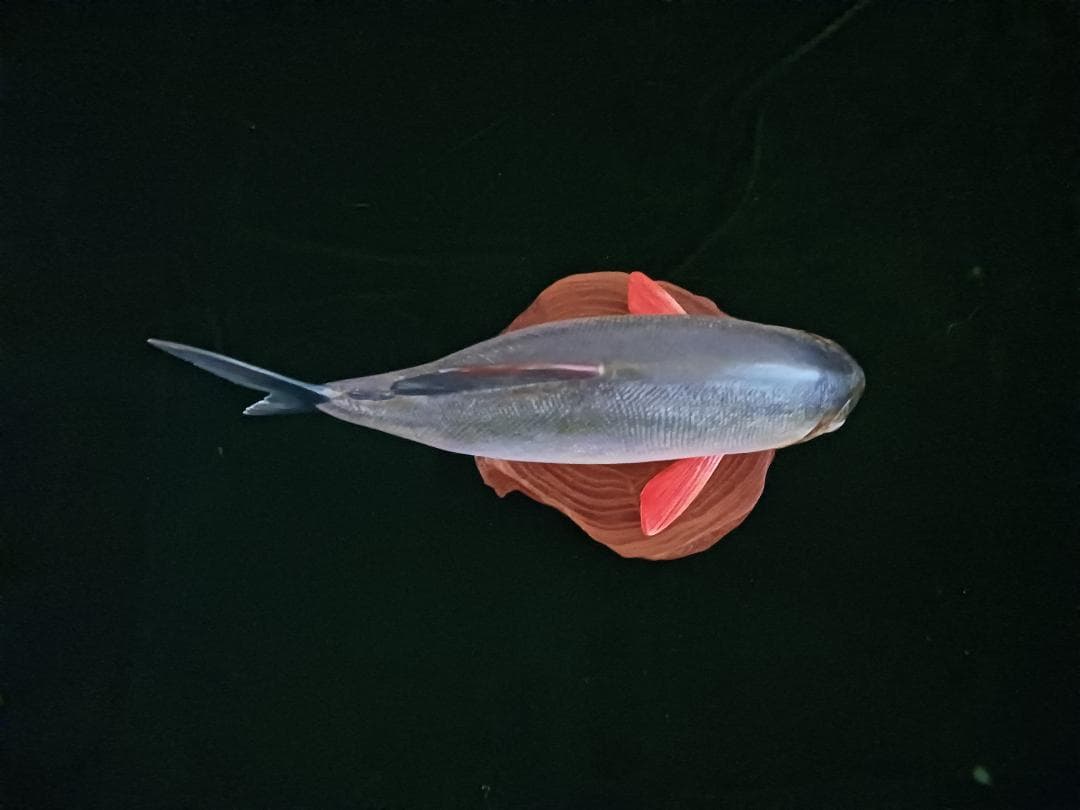 熱帯の魚、木彫、リアルなピラニア約30cm