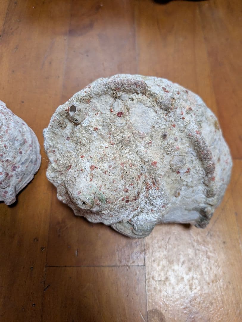 特大夜光貝14個セット　約1000g〜1800g　約17kgまとめ売り