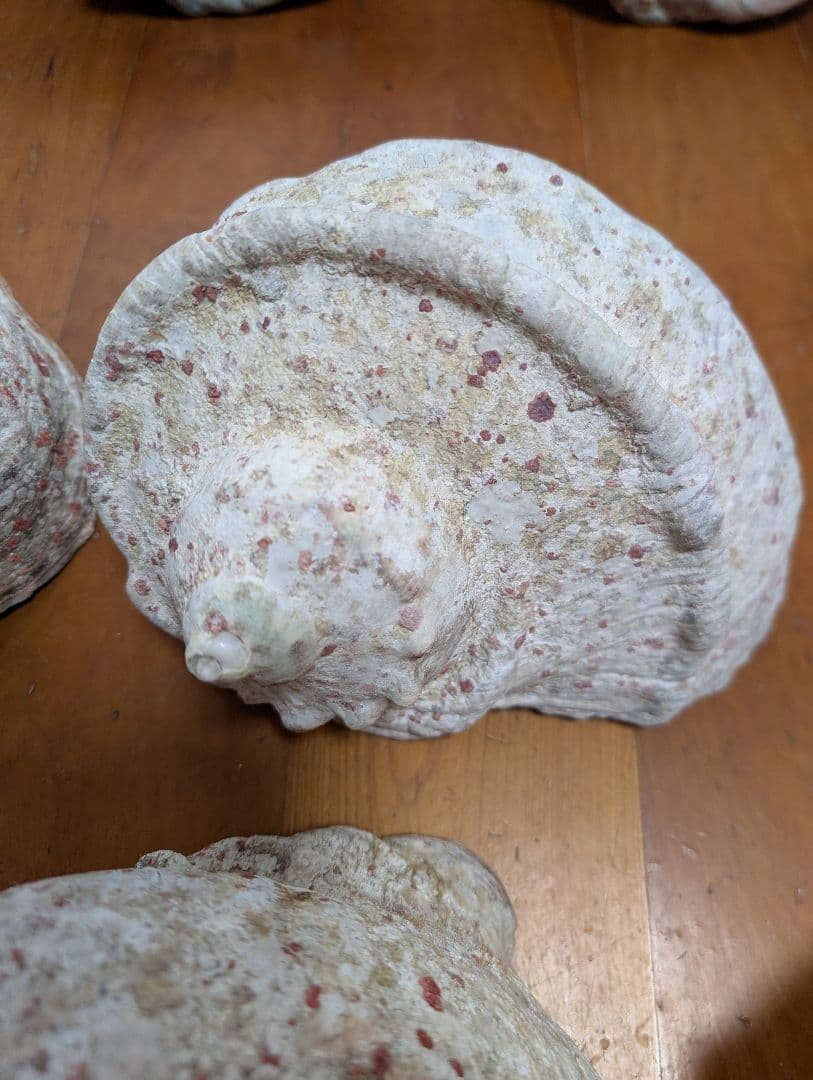 特大夜光貝14個セット　約1000g〜1800g　約17kgまとめ売り