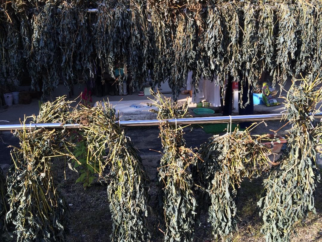 【手染め】山口県産「種から育てた藍染め」今治タオル