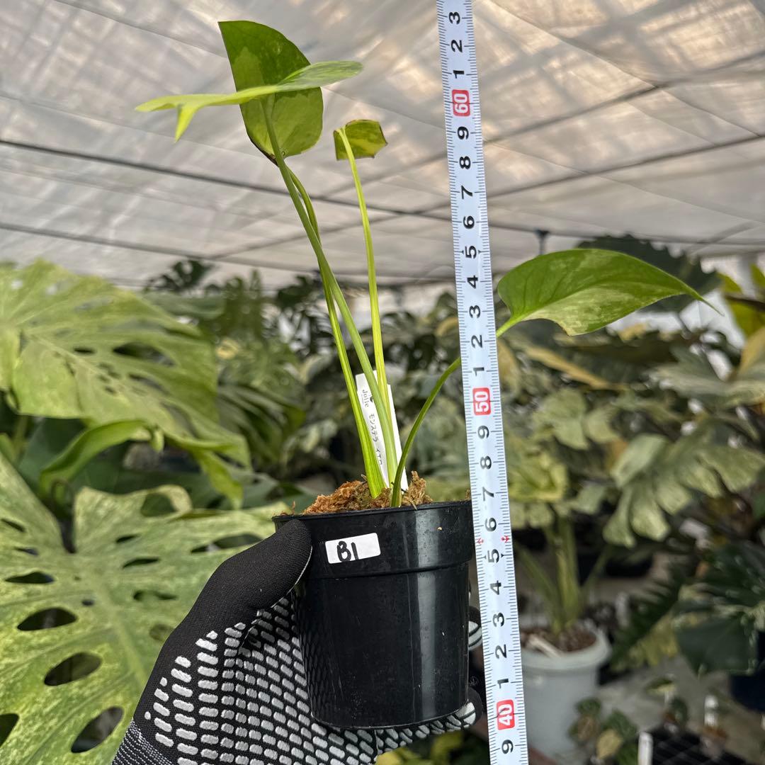 B1 モンステラ　デリシオーサ　イエローマリリン　黄斑入り　傷あり