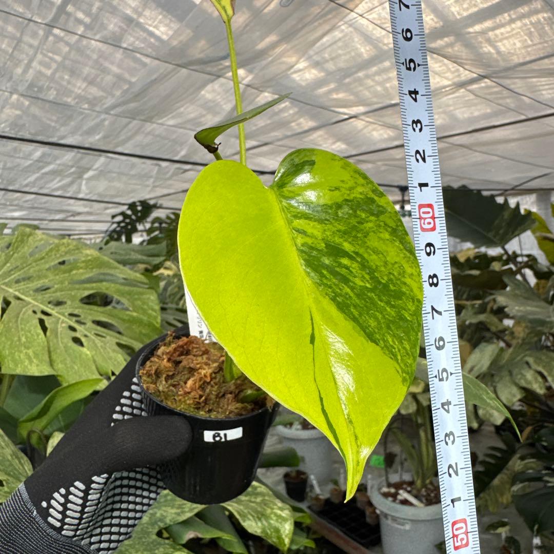 B1 モンステラ　デリシオーサ　イエローマリリン　黄斑入り　傷あり