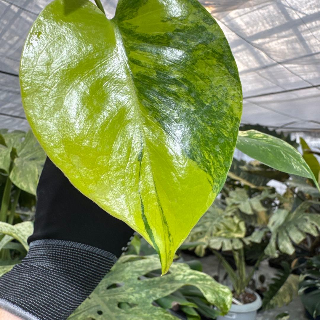 B1 モンステラ　デリシオーサ　イエローマリリン　黄斑入り　傷あり