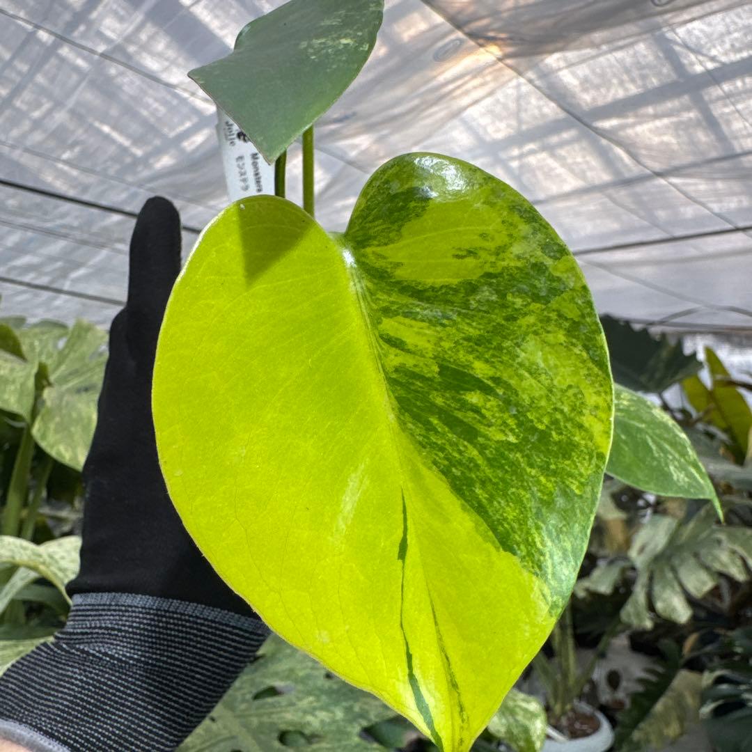 B1 モンステラ　デリシオーサ　イエローマリリン　黄斑入り　傷あり
