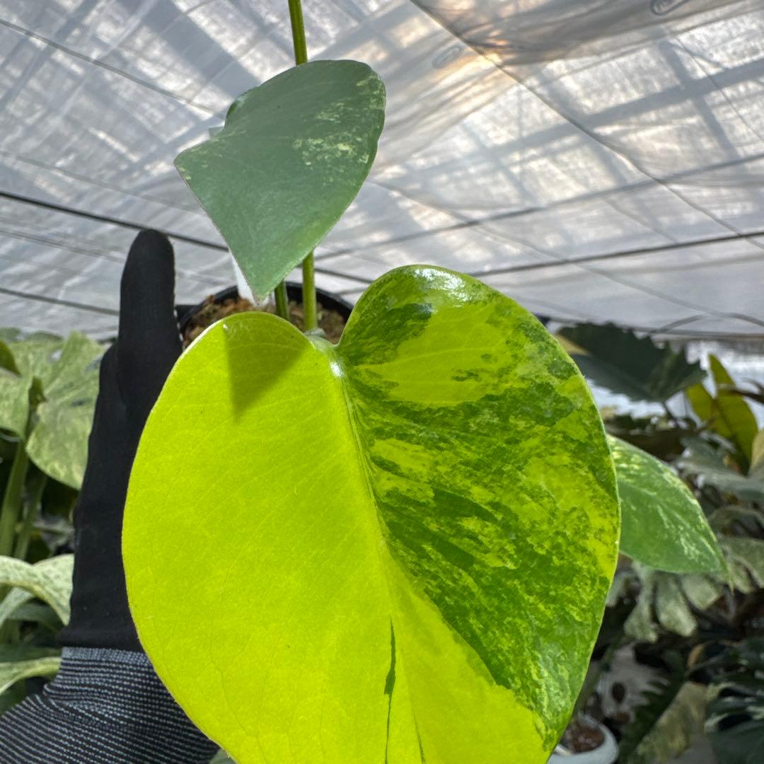 B1 モンステラ　デリシオーサ　イエローマリリン　黄斑入り　傷あり