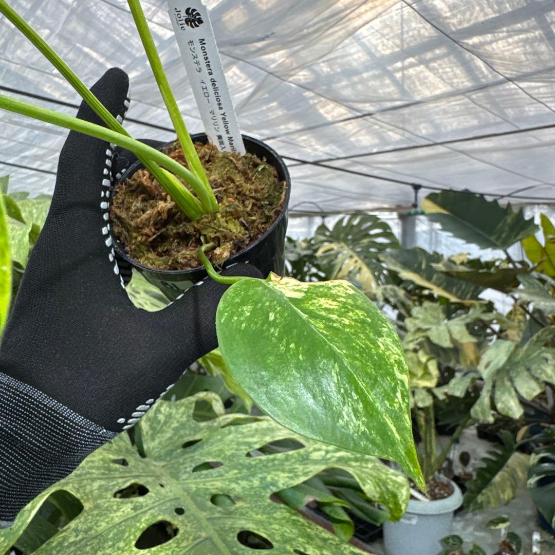 B1 モンステラ　デリシオーサ　イエローマリリン　黄斑入り　傷あり