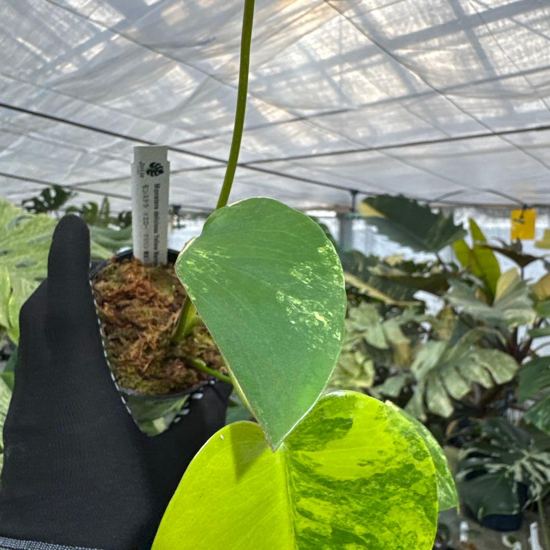 B1 モンステラ　デリシオーサ　イエローマリリン　黄斑入り　傷あり