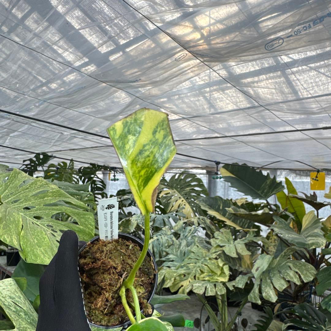 B1 モンステラ　デリシオーサ　イエローマリリン　黄斑入り　傷あり