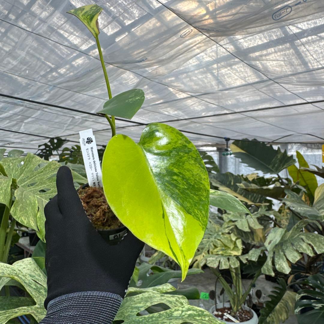 B1 モンステラ　デリシオーサ　イエローマリリン　黄斑入り　傷あり