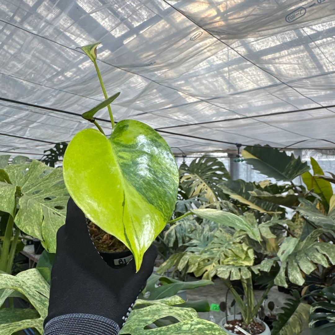 B1 モンステラ　デリシオーサ　イエローマリリン　黄斑入り　傷あり