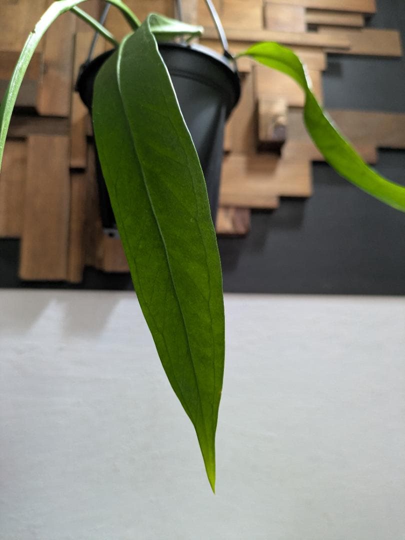 アンスリウム ビッタリフォリウム〈人気・稀少〉【アロイド・インテリアグリーン】