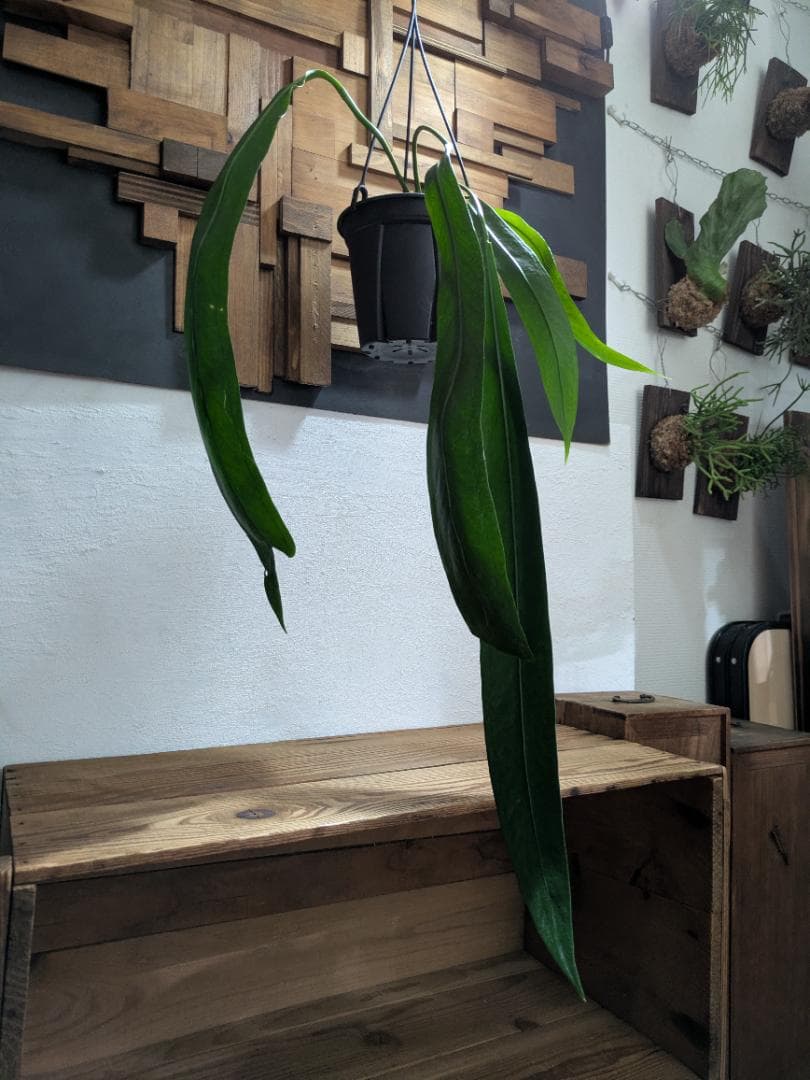 アンスリウム ビッタリフォリウム〈人気・稀少〉【アロイド・インテリアグリーン】