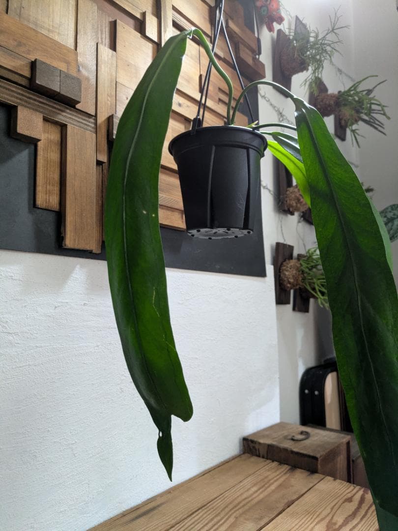 アンスリウム ビッタリフォリウム〈人気・稀少〉【アロイド・インテリアグリーン】