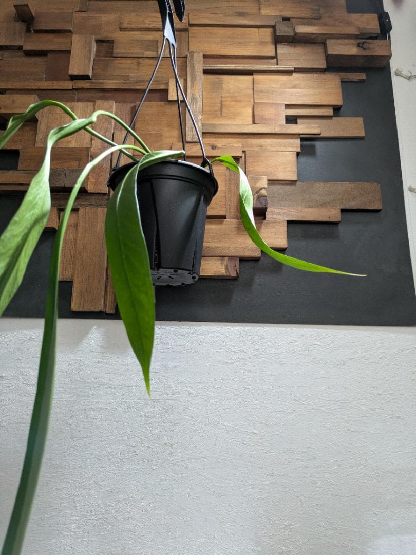 アンスリウム ビッタリフォリウム〈人気・稀少〉【アロイド・インテリアグリーン】