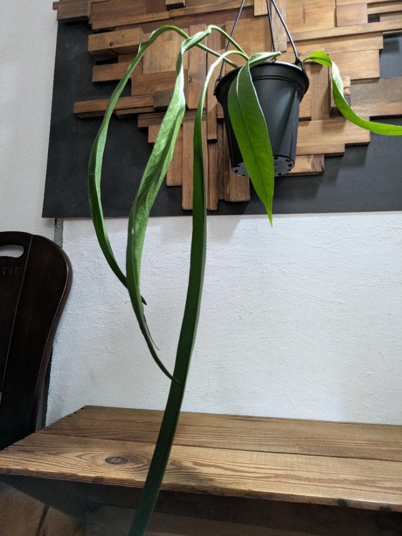 アンスリウム ビッタリフォリウム〈人気・稀少〉【アロイド・インテリアグリーン】