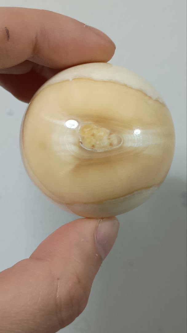 超超超特大 化物級 鯨歯玉 マッコウ鯨 牙玉 無穴 約44.5㎜ 珍品　縁起物