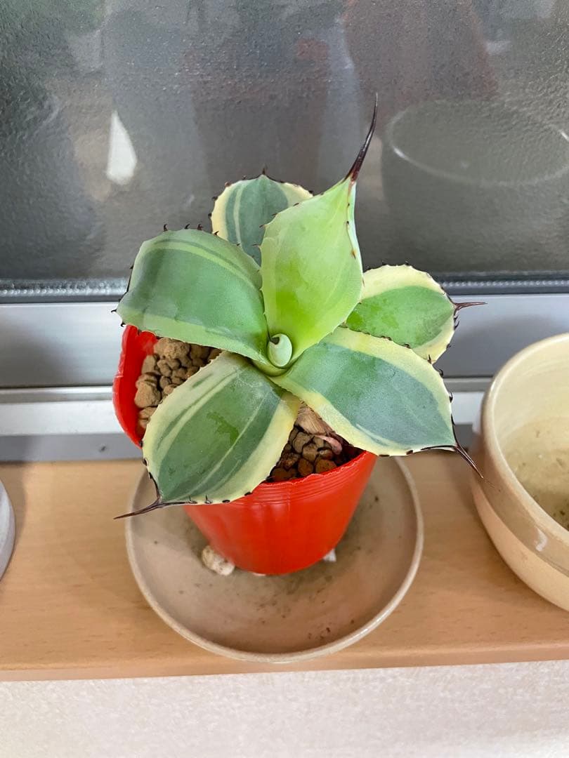 【値引き】アガベ パリー トランカータ オリザバ