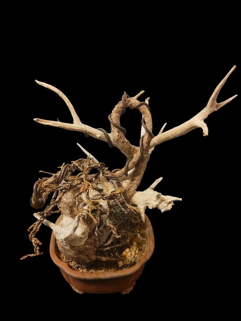 ドライ盆栽 オブジェ 枯れない