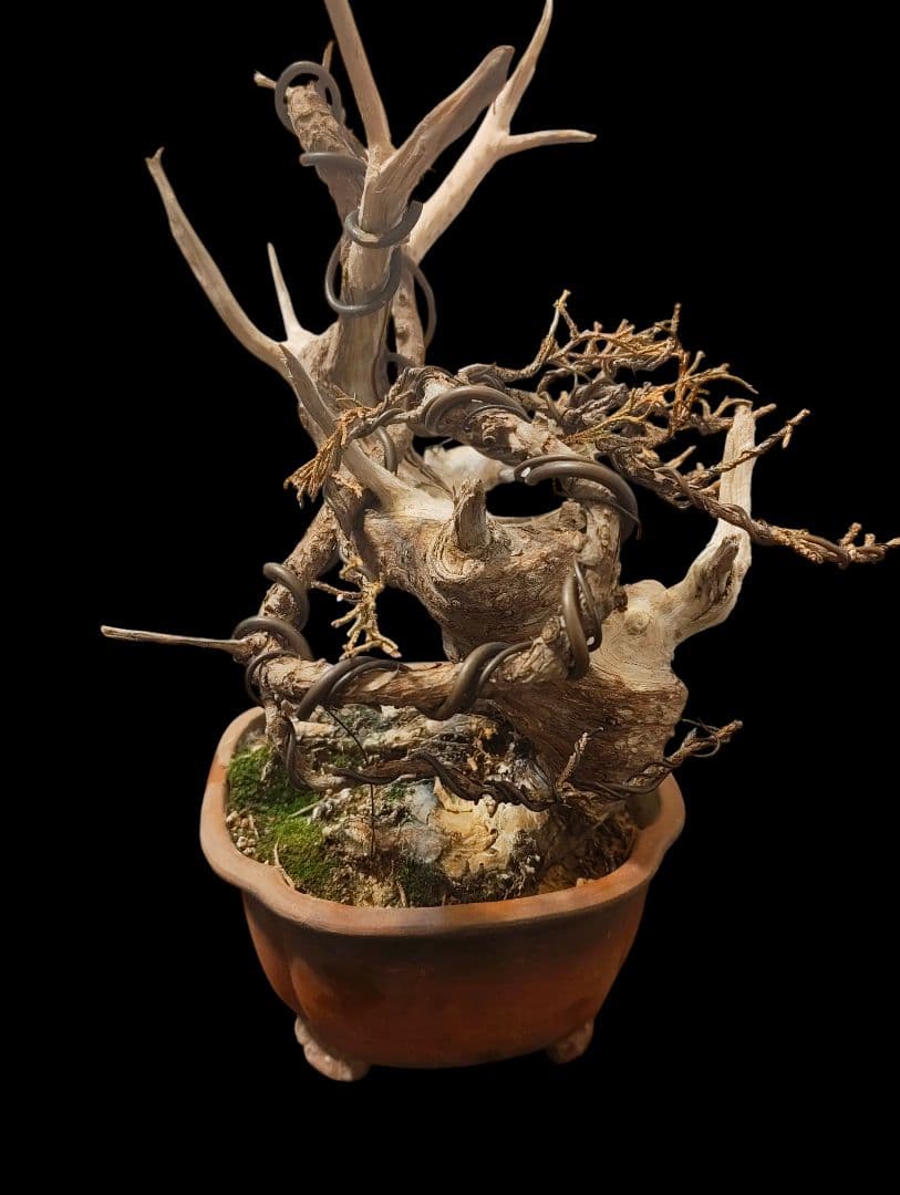 ドライ盆栽 オブジェ 枯れない