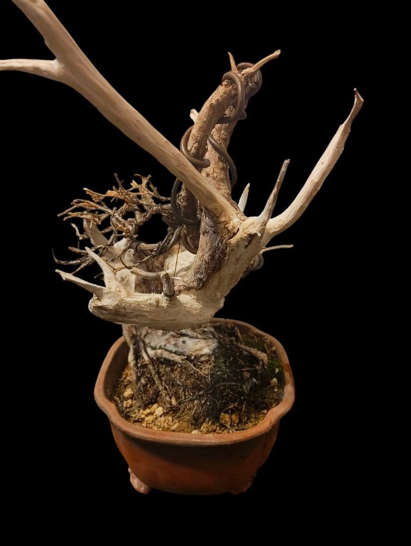 ドライ盆栽 オブジェ 枯れない