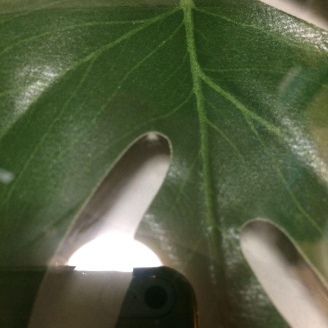 東京インテリア 壁掛け モンステラ