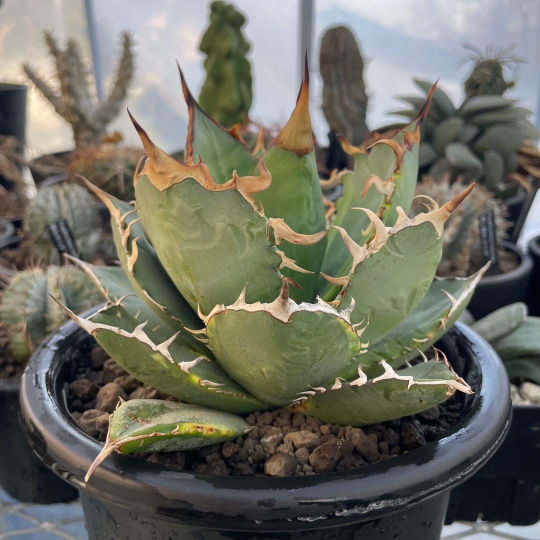 Agave アガベ チタノタ 覆輪斑 5号菊鉢