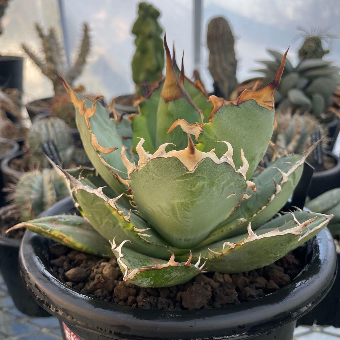 Agave アガベ チタノタ 覆輪斑 5号菊鉢