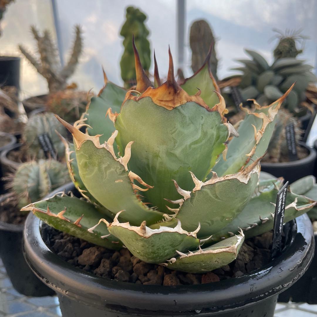 Agave アガベ チタノタ 覆輪斑 5号菊鉢