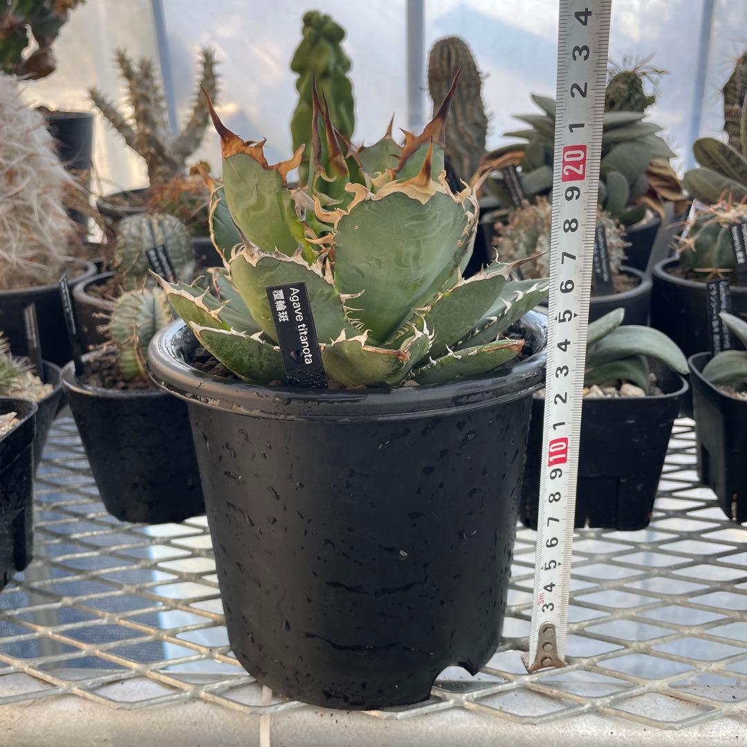Agave アガベ チタノタ 覆輪斑 5号菊鉢