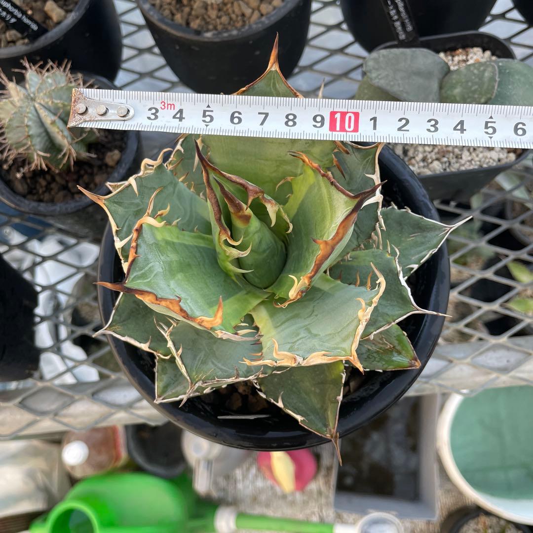 Agave アガベ チタノタ 覆輪斑 5号菊鉢