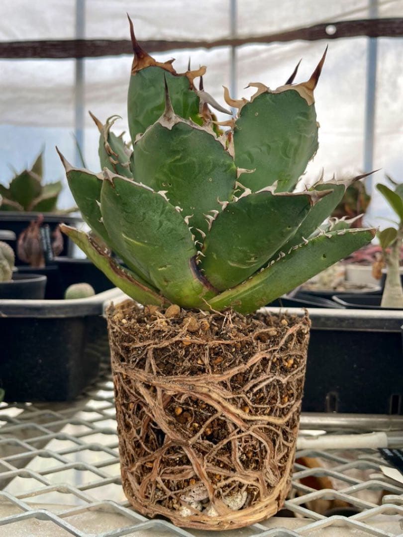 Agave アガベ チタノタ 覆輪斑 5号菊鉢