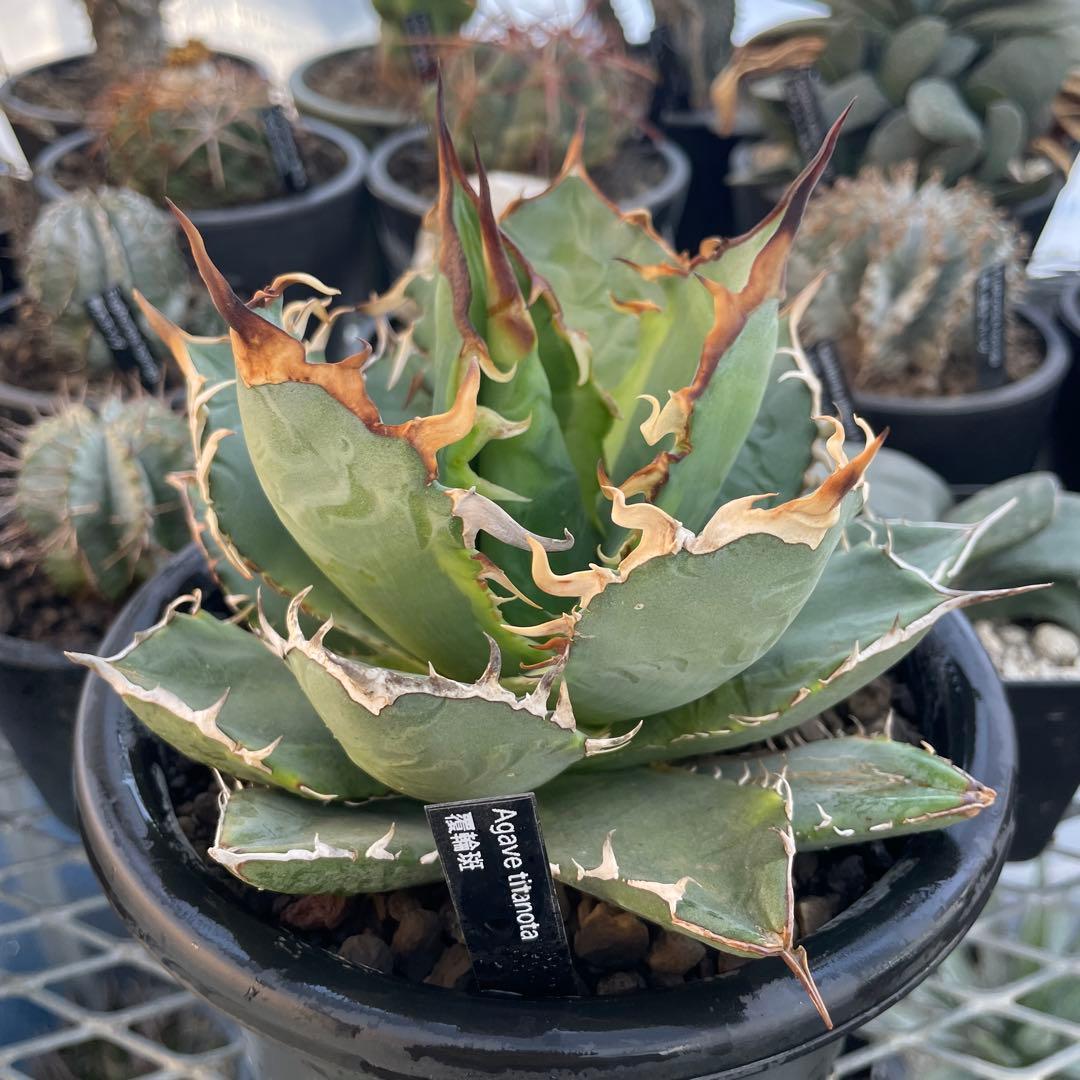 Agave アガベ チタノタ 覆輪斑 5号菊鉢