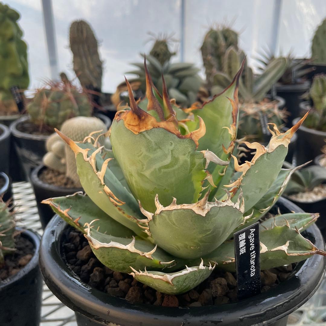 Agave アガベ チタノタ 覆輪斑 5号菊鉢
