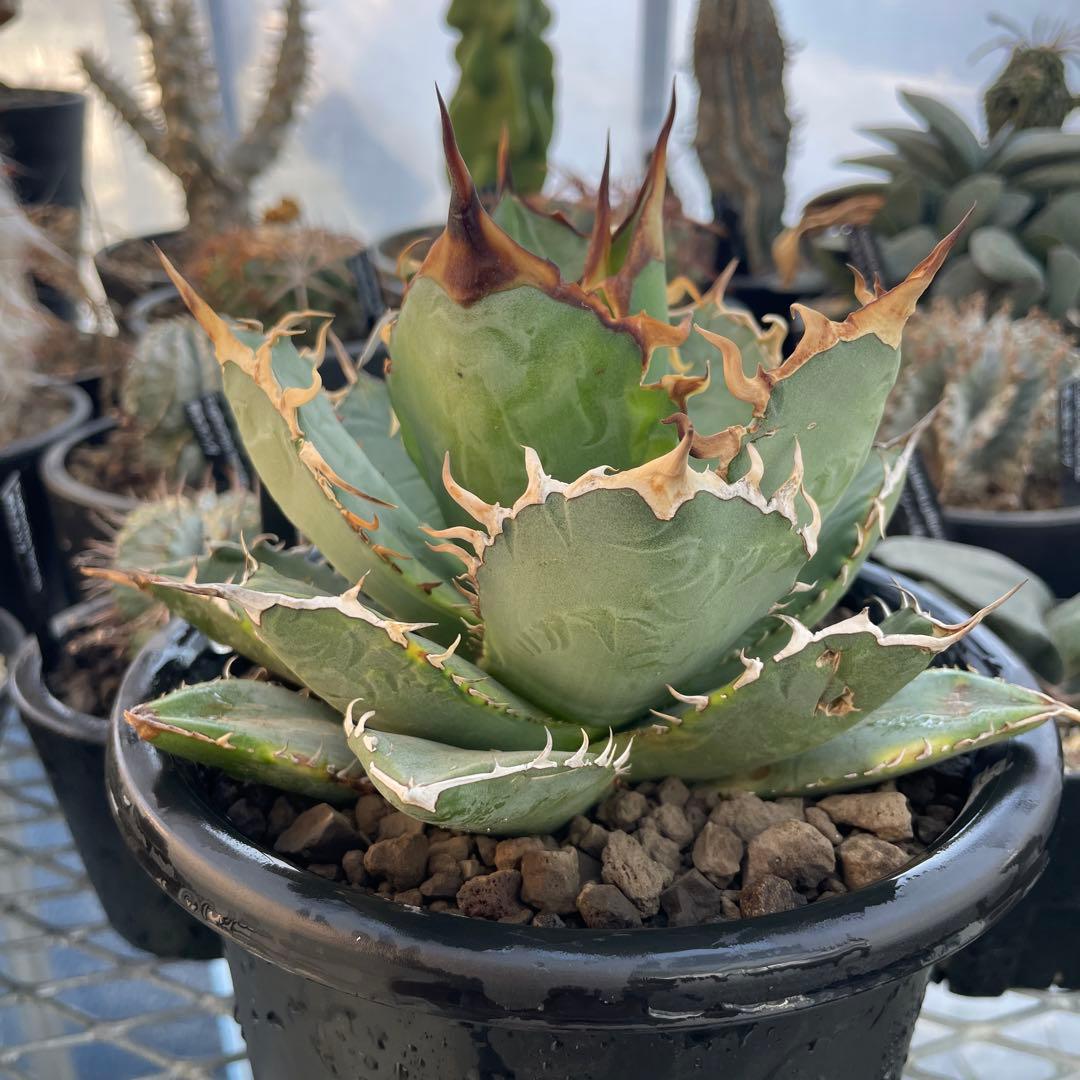Agave アガベ チタノタ 覆輪斑 5号菊鉢