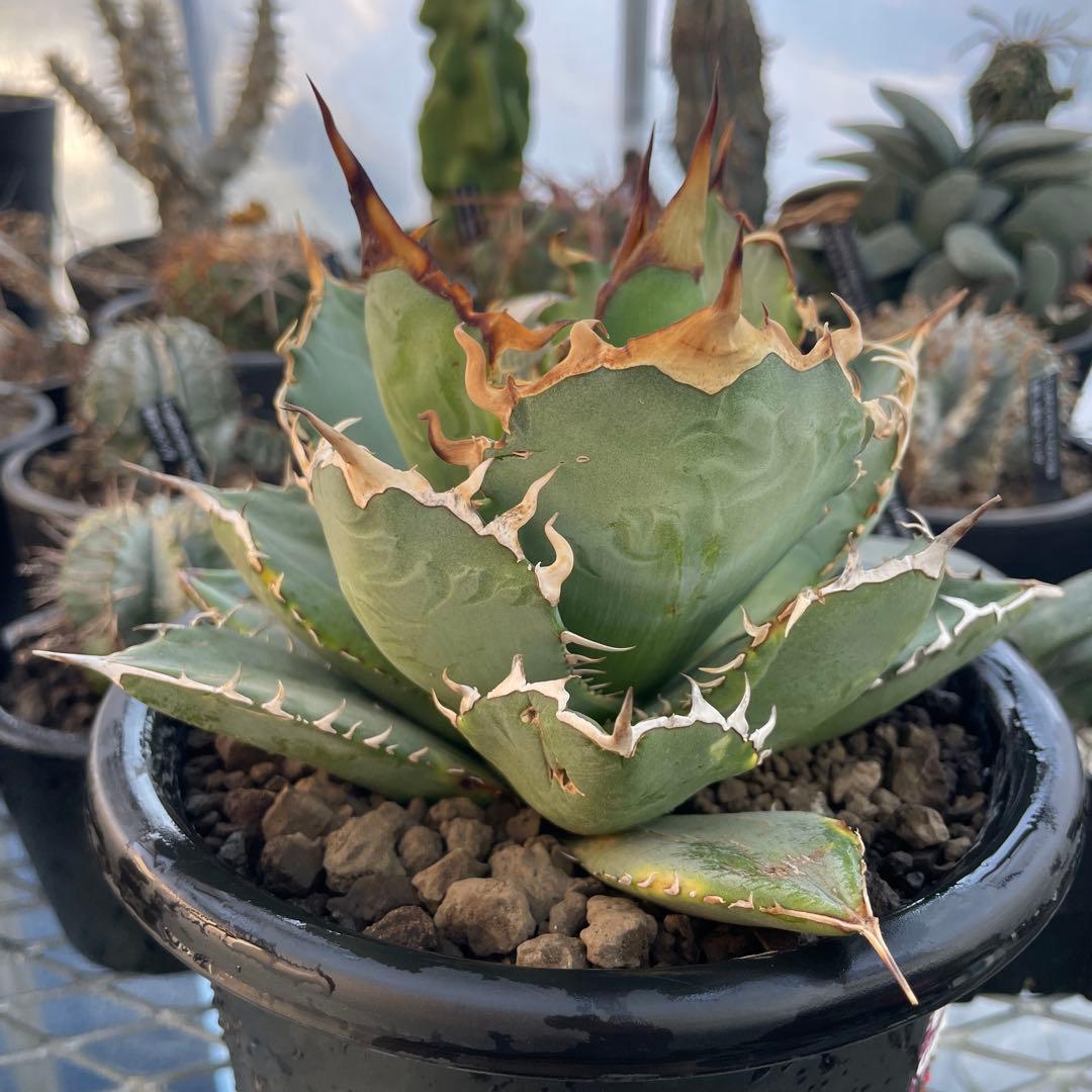 Agave アガベ チタノタ 覆輪斑 5号菊鉢