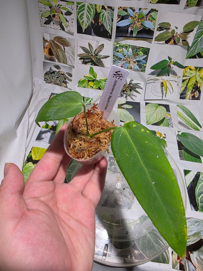 熱帯植物‼️レア‼️　アンスリウムsp.\"マガリーズドリーム\"