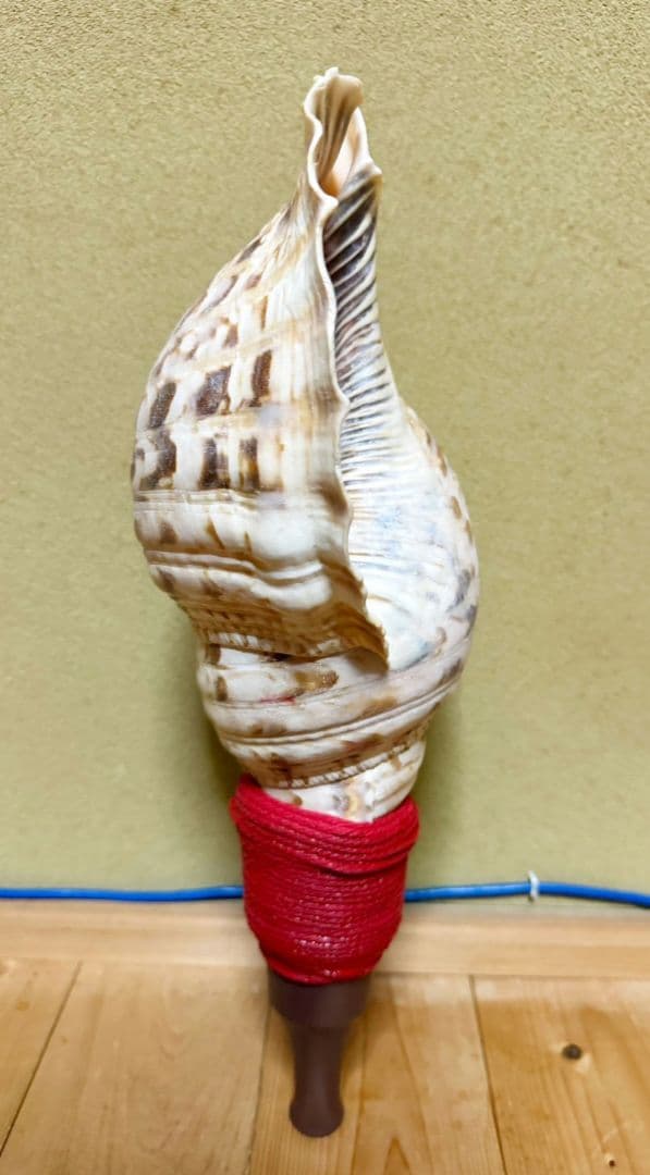 特大修験道法螺貝42㎝　山伏　ほら貝　ホラガイ