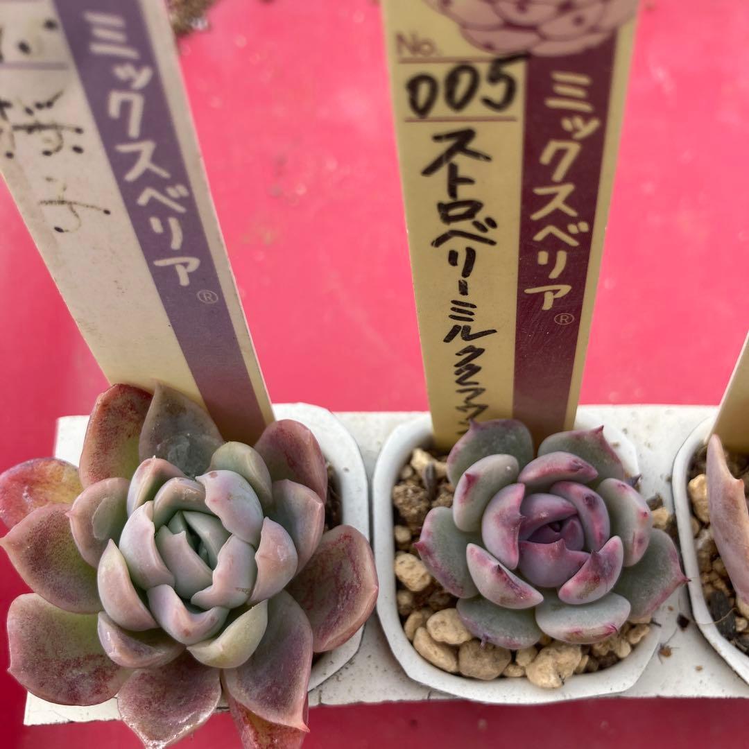 18.多肉植物＊おらいさん苗8種【根付き苗】