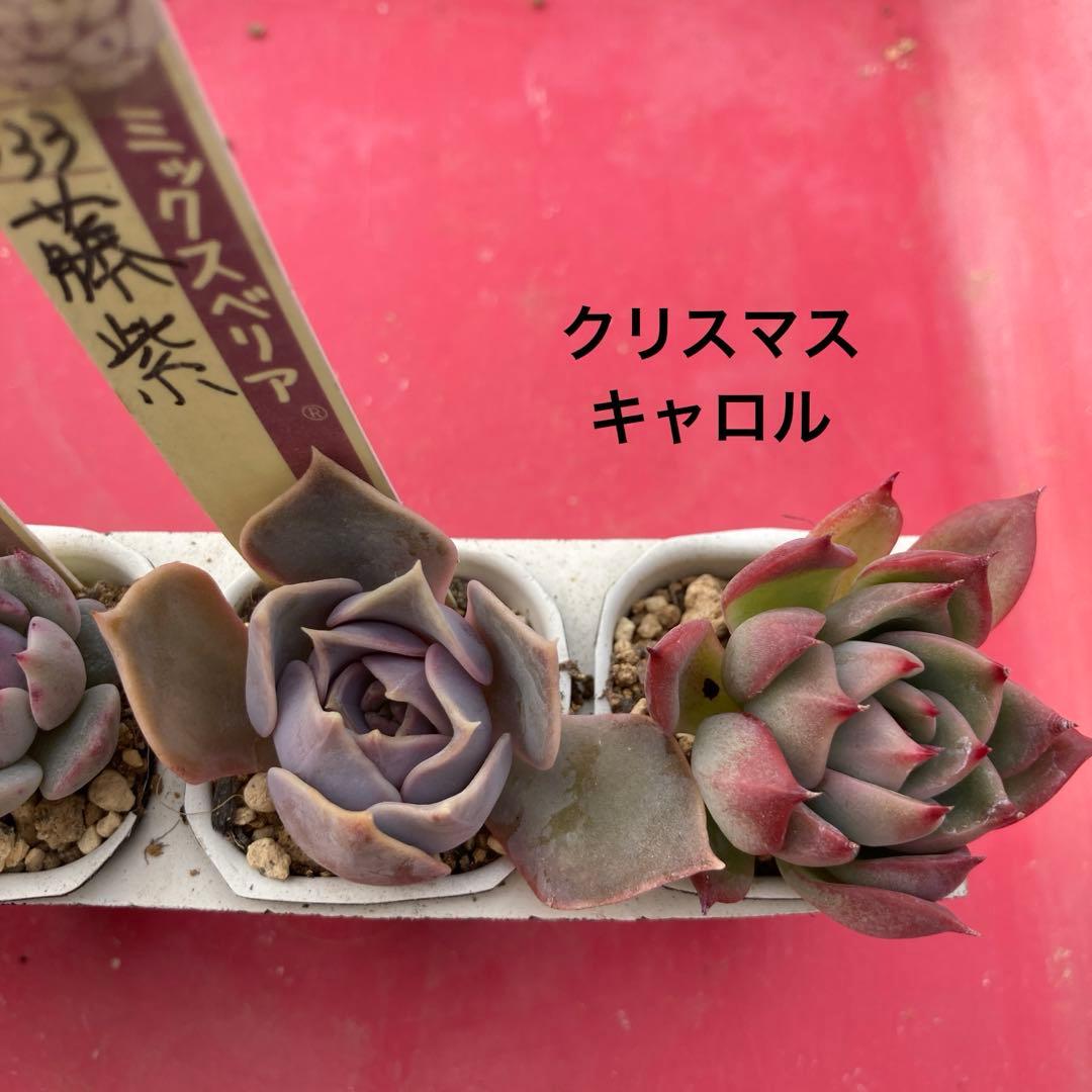 18.多肉植物＊おらいさん苗8種【根付き苗】