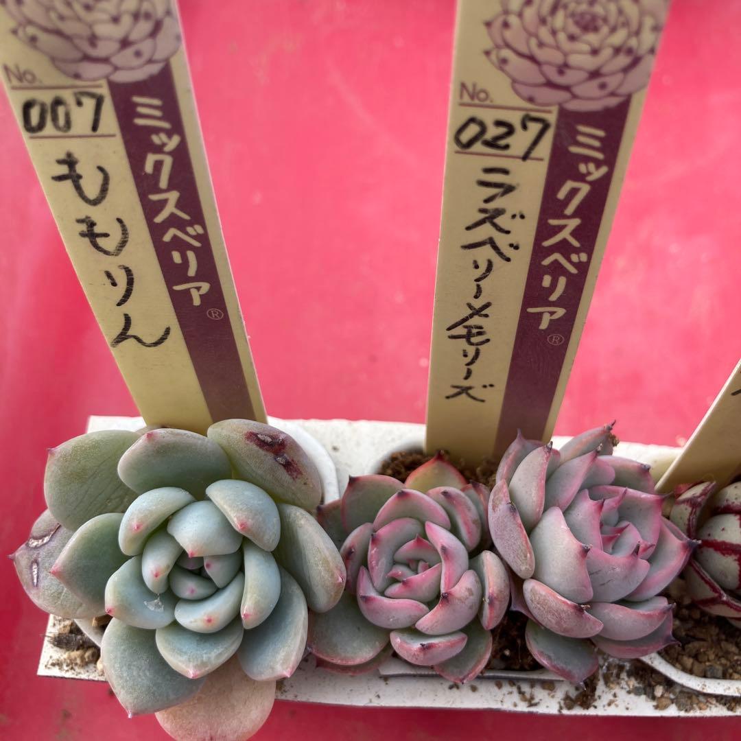 18.多肉植物＊おらいさん苗8種【根付き苗】