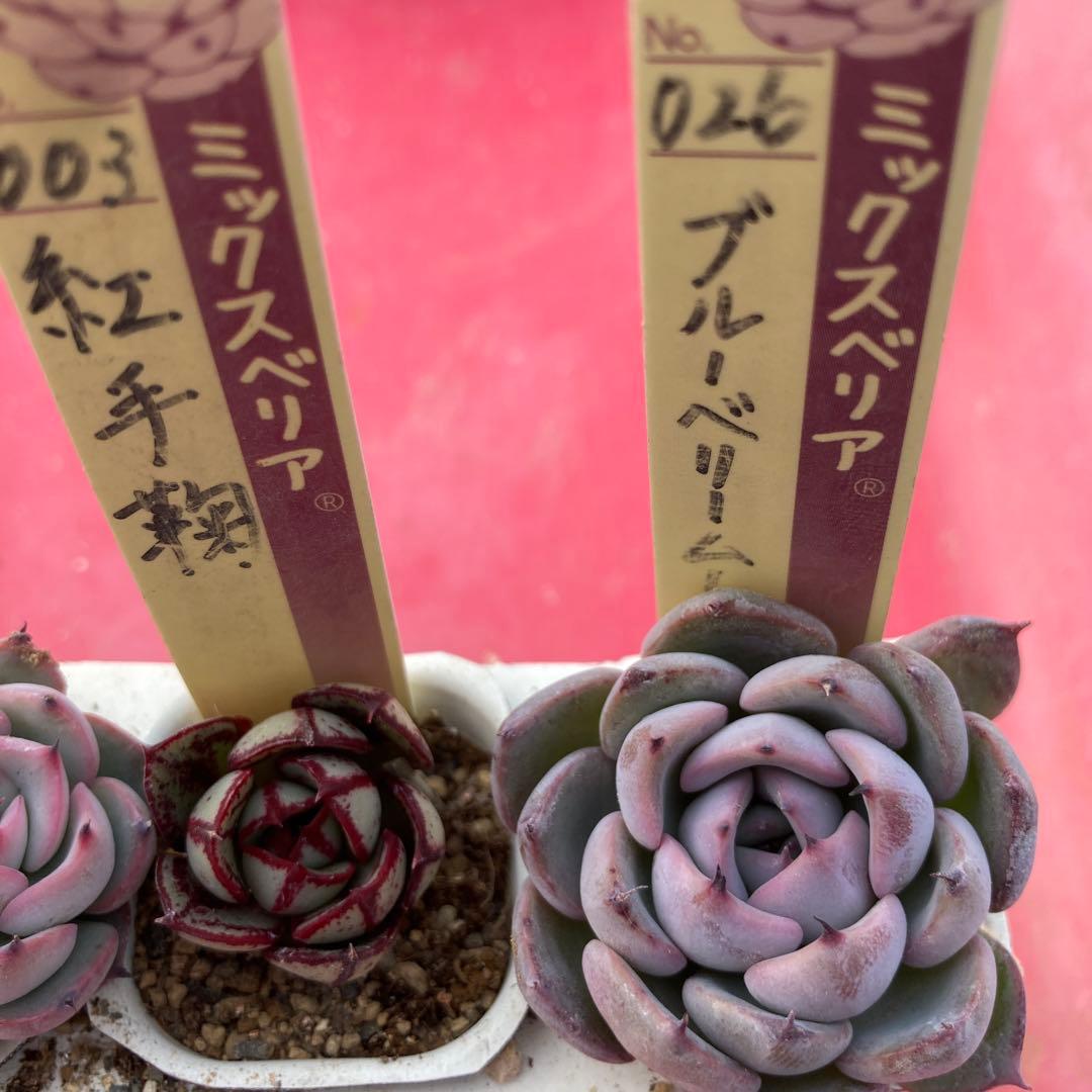18.多肉植物＊おらいさん苗8種【根付き苗】