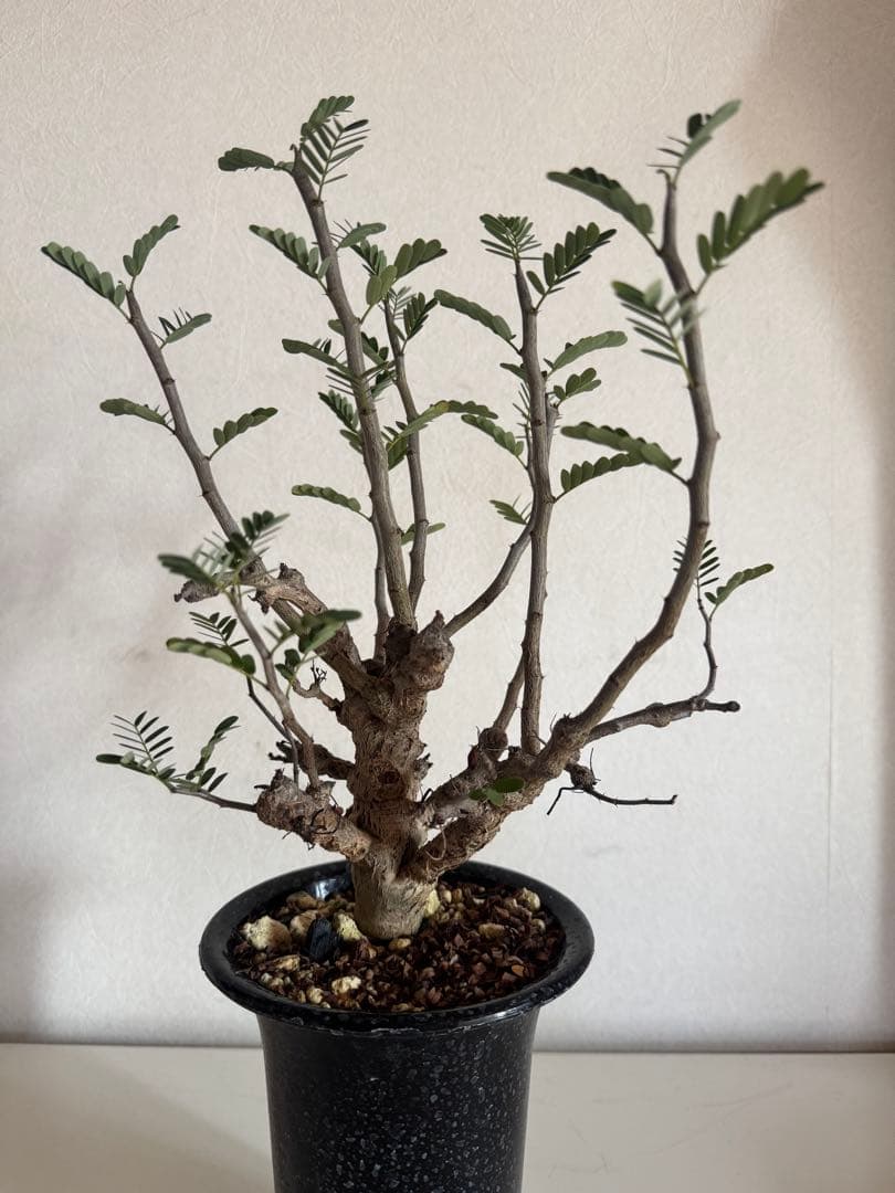 センナ☆メリディオナリス　発根済み現地球　希少美形