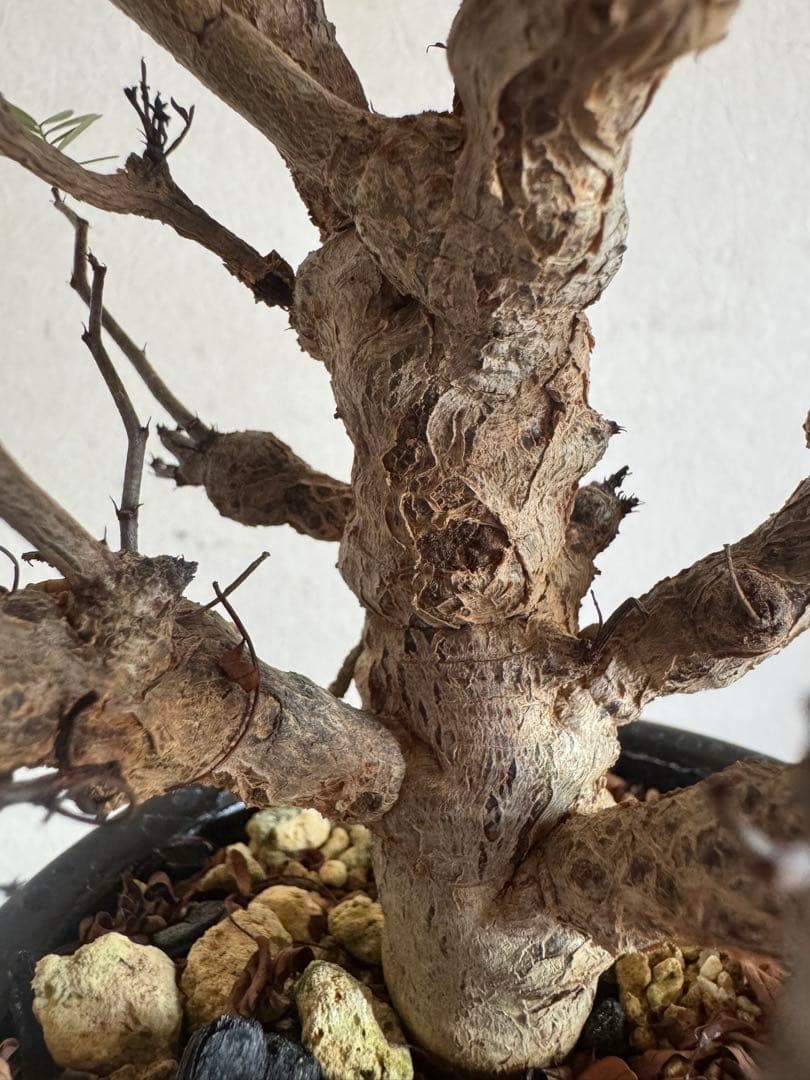 センナ☆メリディオナリス　発根済み現地球　希少美形