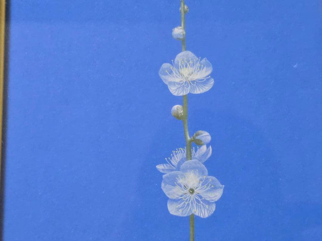 688 小山 茂 白梅 絵画 23×16