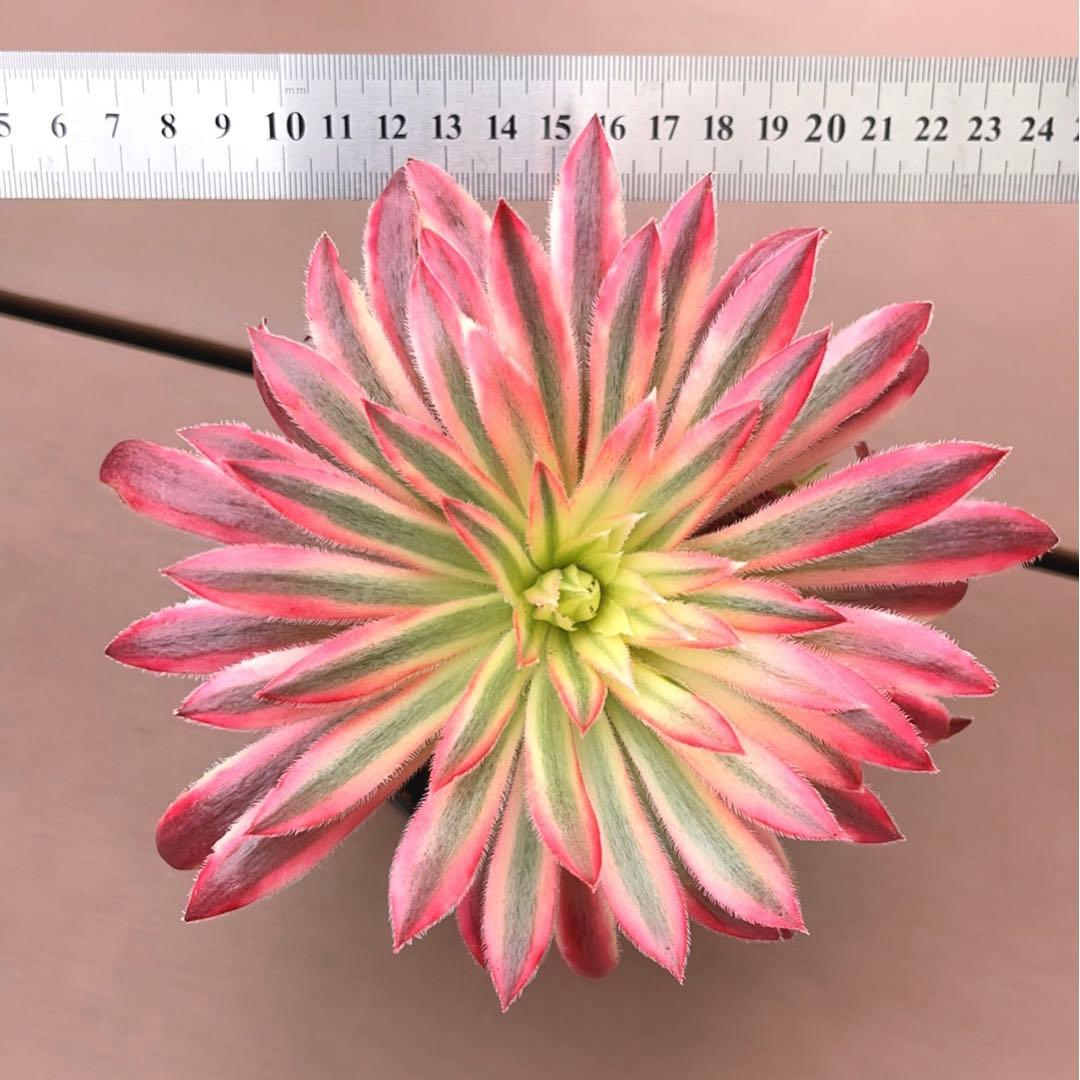 62#多肉植物アエオニウム錦❤️ 朱雀❤️1大頭9小頭15cm拨き苗