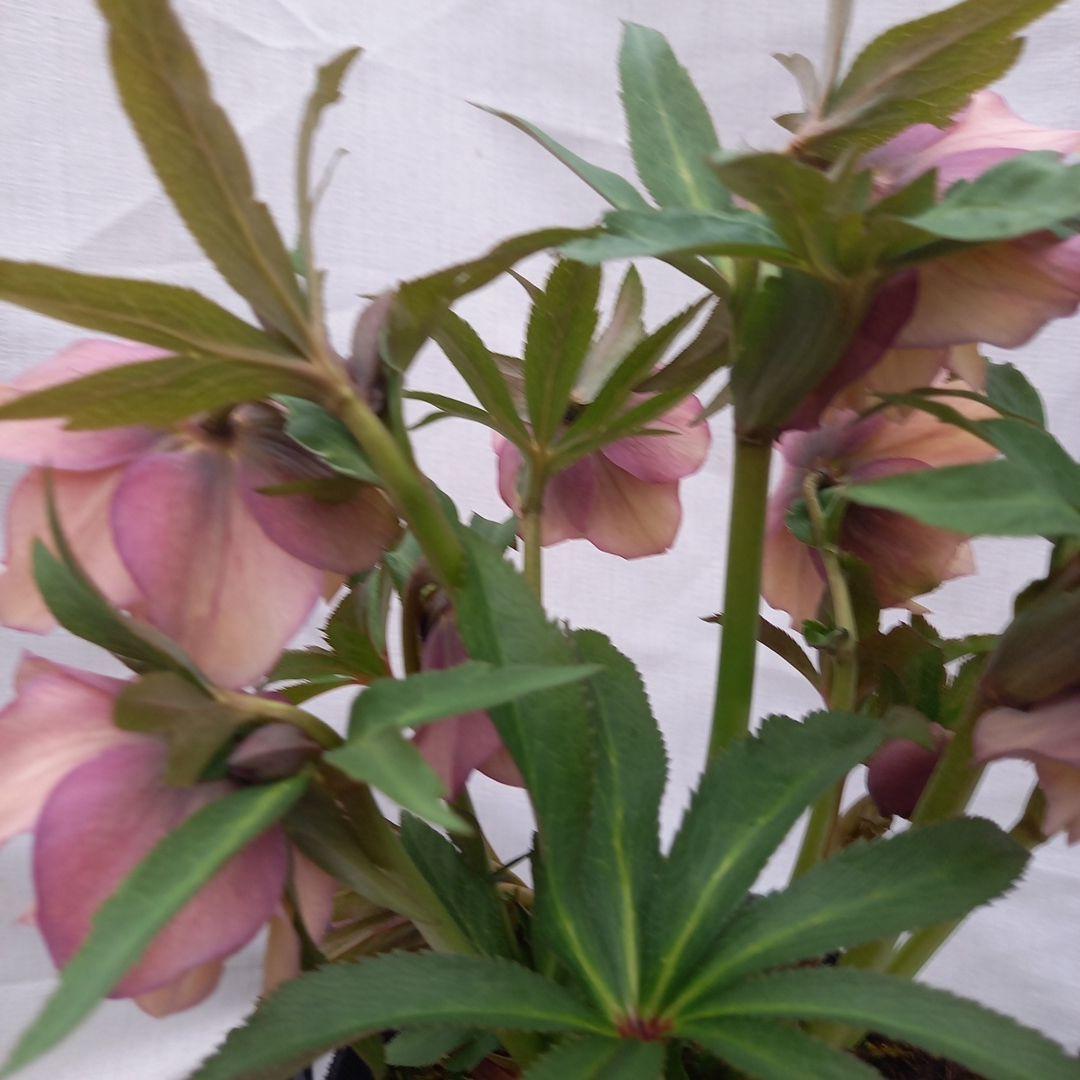 値下げ！アンティーク系絶妙な色彩♪クリスマスローズ、大苗、開花株