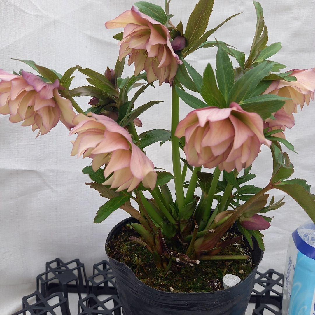 値下げ！アンティーク系絶妙な色彩♪クリスマスローズ、大苗、開花株