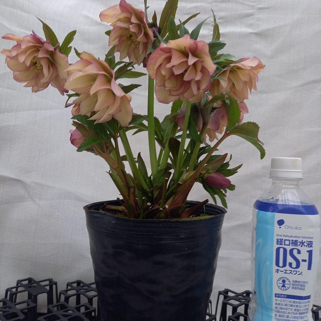 値下げ！アンティーク系絶妙な色彩♪クリスマスローズ、大苗、開花株